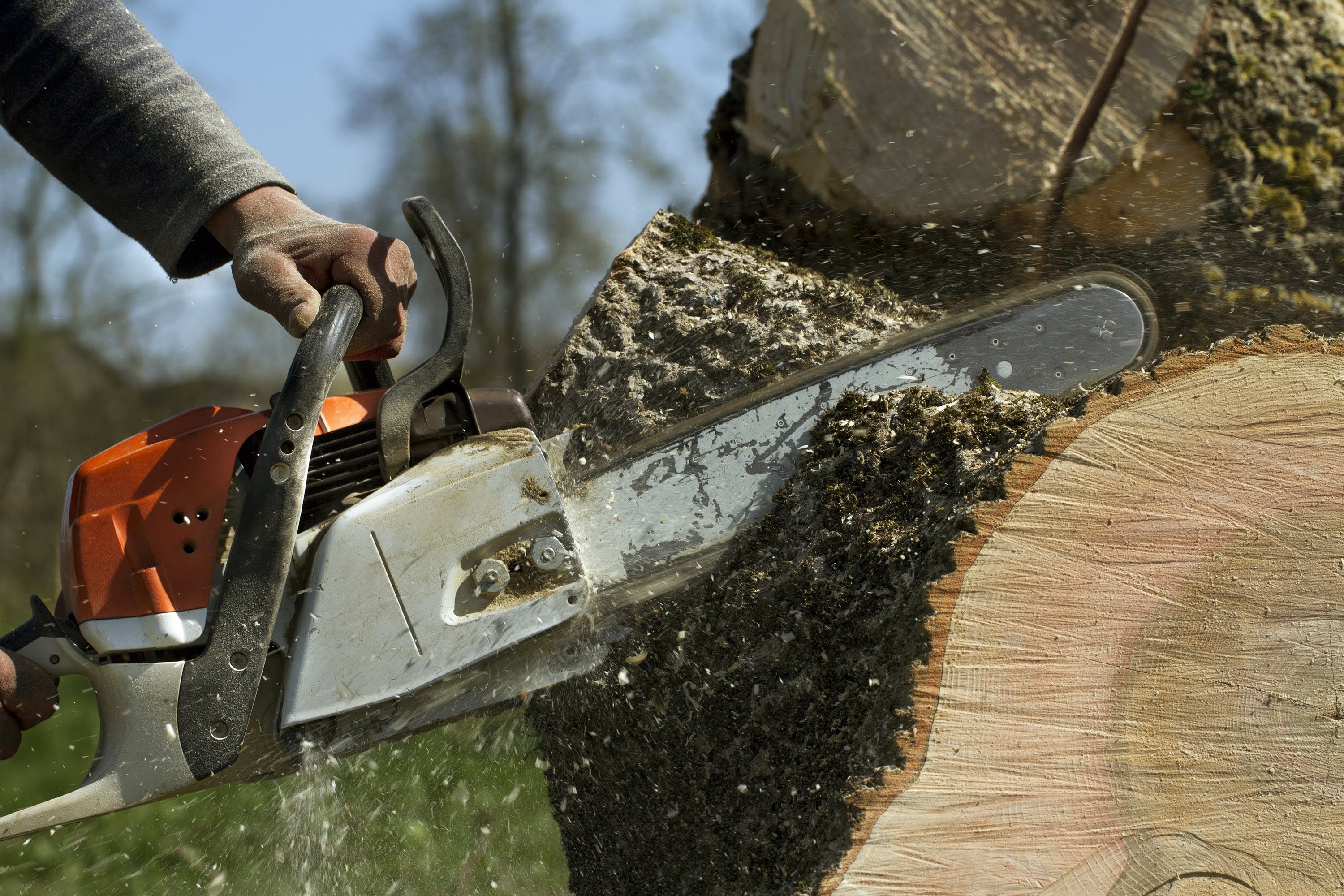 Mr. Tree Worx LLC: Service Image-1 Mr. Tree Worx LLC: Service Image-1