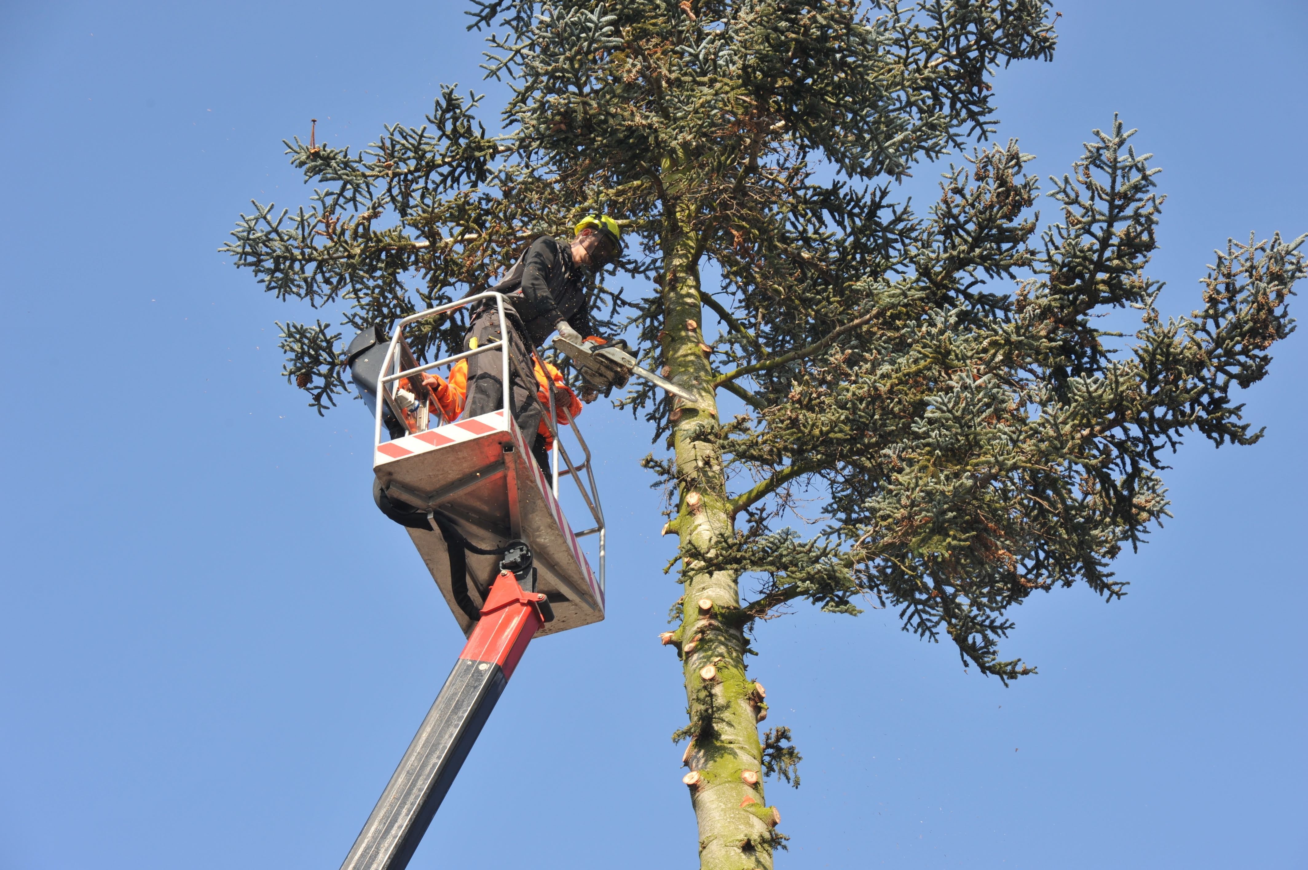 Mr. Tree Worx LLC: Service Image-2 Mr. Tree Worx LLC: Service Image-2