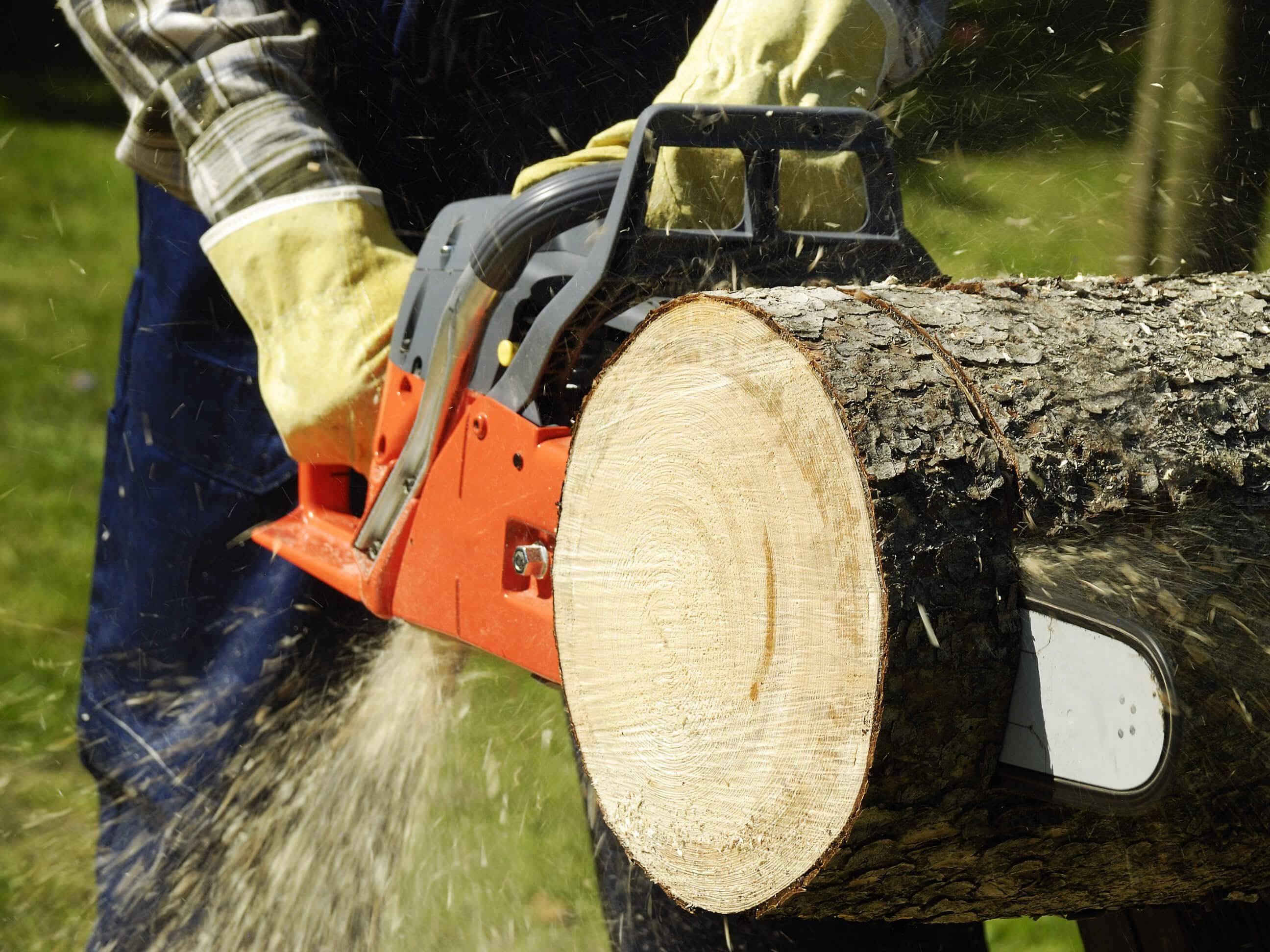 Mr. Tree Worx LLC: Service Image-3 Mr. Tree Worx LLC: Service Image-3
