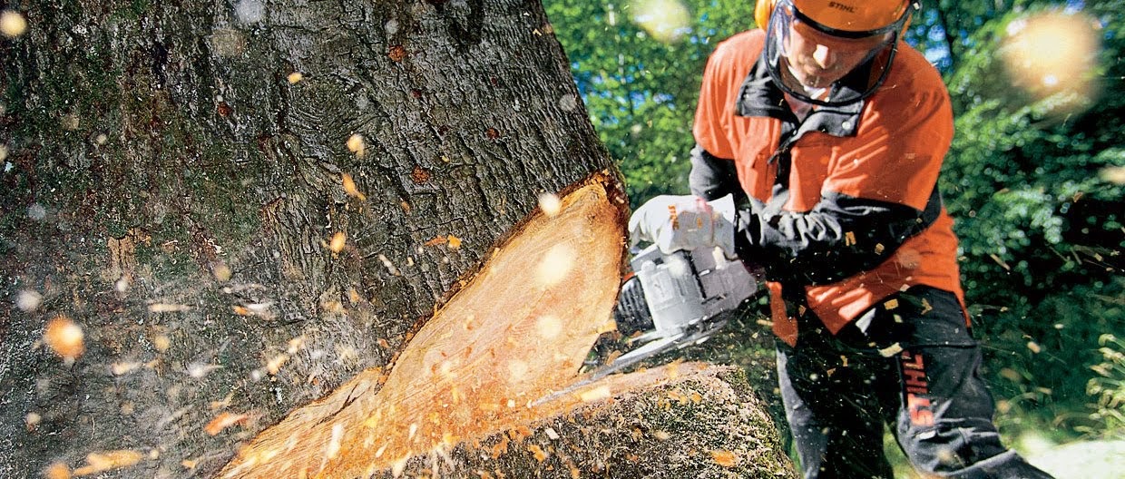 Mr. Tree Worx LLC: Service Image-5 Mr. Tree Worx LLC: Service Image-5