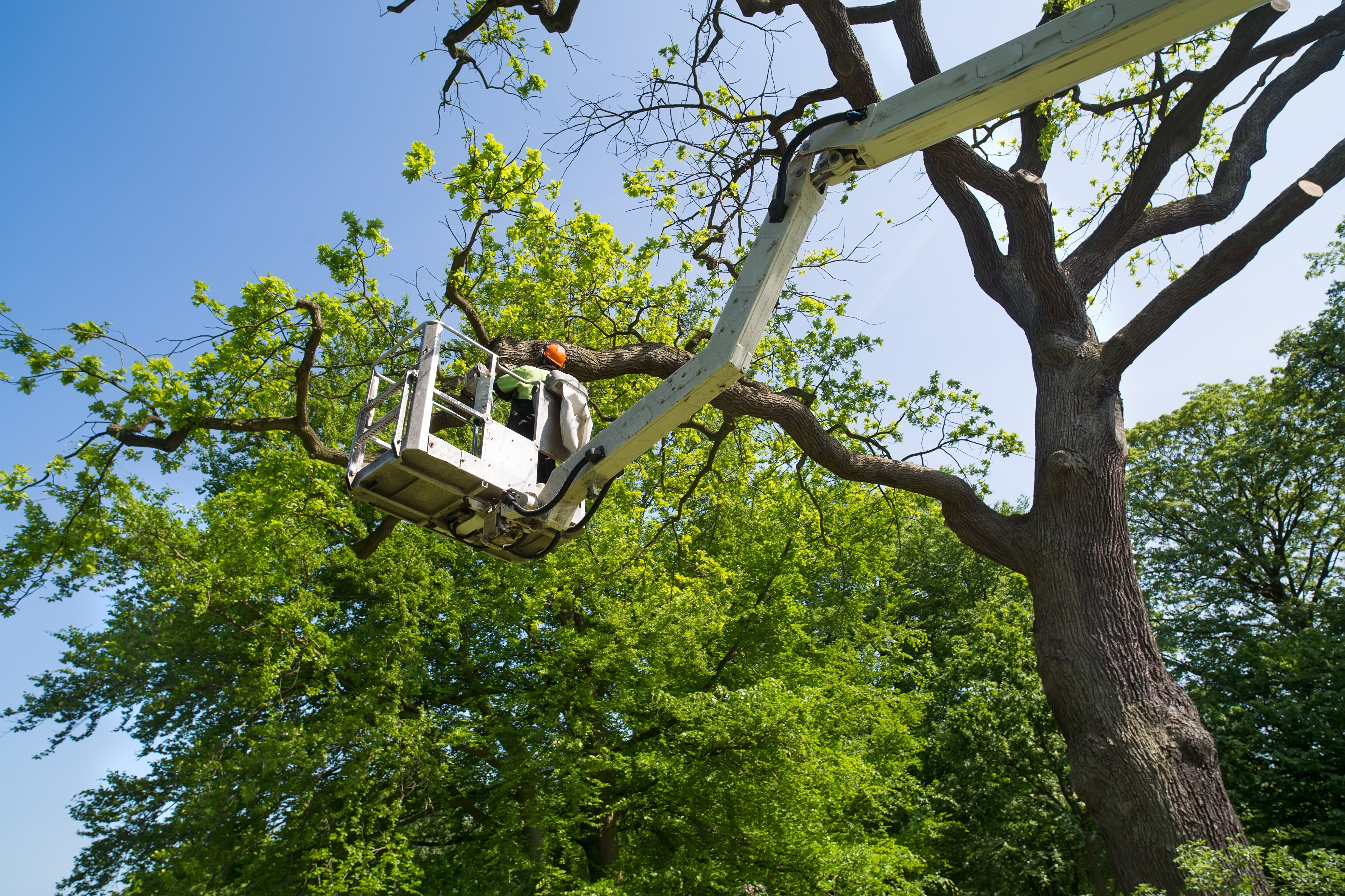 Mr. Tree Worx LLC: Service Image-0 Mr. Tree Worx LLC: Service Image-0